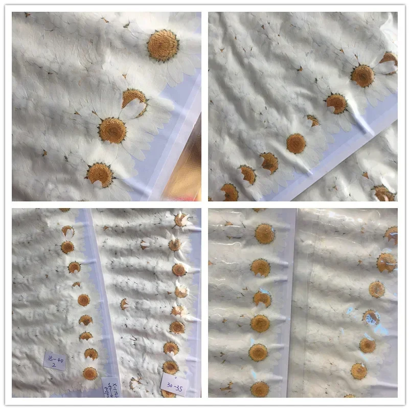 60X Pressed Dried Natural Whit - Dried Flower Bookmark recension och pris