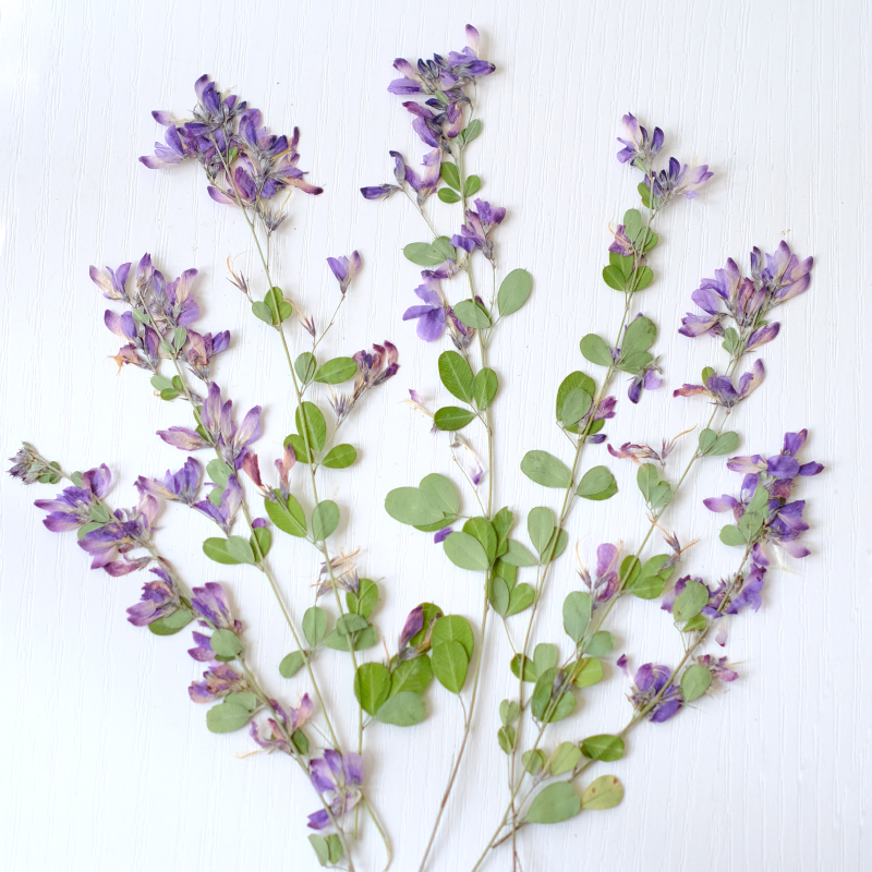 6pcs,nature Lespedeza Formosa  - Dried Flower Bookmark recension och pris