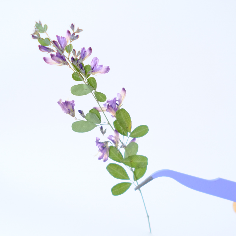 6pcs,nature Lespedeza Formosa  - Dried Flower Bookmark recension och pris