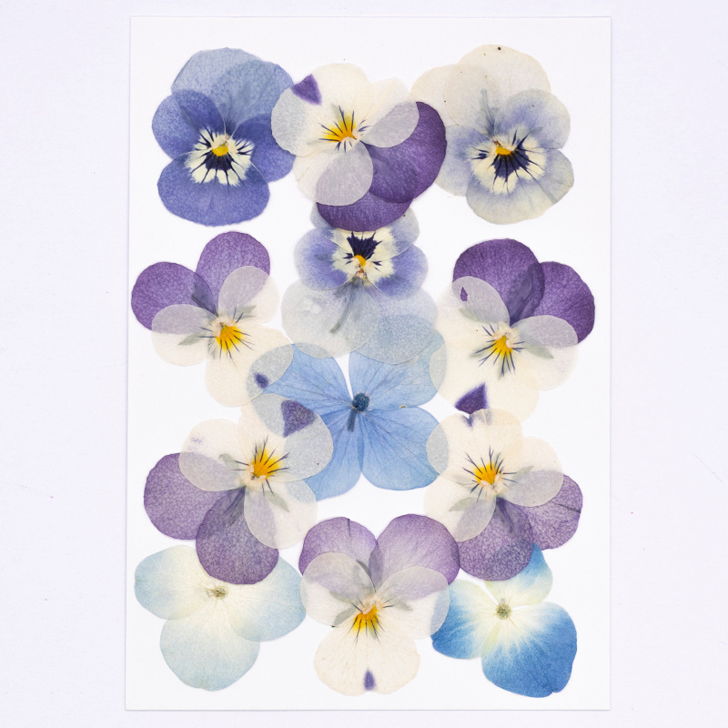 12pcs,Real Viola Cornuta Press - Dried Flower Bookmark recension och pris