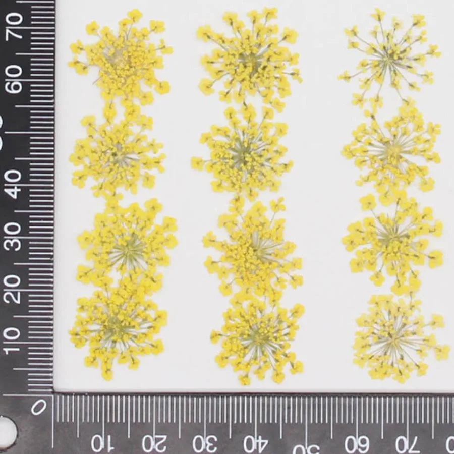 60pcs Pressed Dried 20-25mm Am - Dried Flower Bookmark recension och pris
