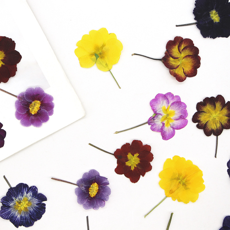 48Pcs European Primrose Teachi - Dried Flower Bookmark recension och pris