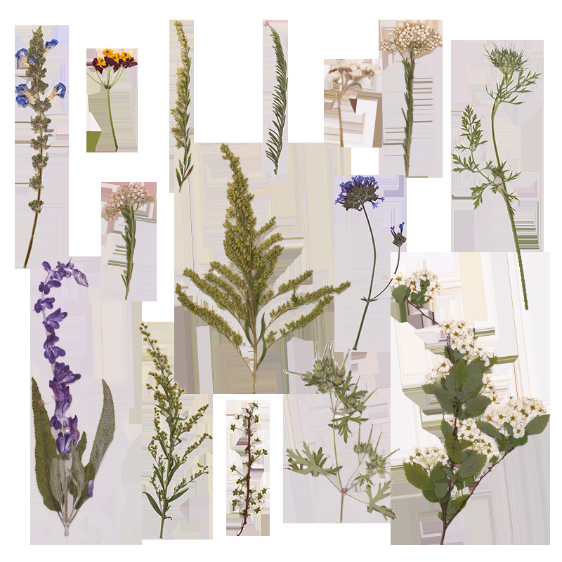 500Pcs Large Package of Fern P - Dried Flower Bookmark recension och pris