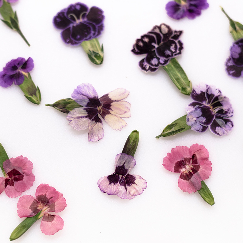 24pcs,Pressed Dried Dianthus F - Dried Flower Bookmark recension och pris